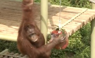 Un orang-outan déguste une glace au zoo de Séoul, en Corée du Sud, le 11 août 2015.