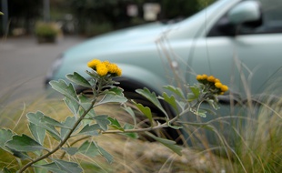 Illustration. Fleur dans la ville. Le 09 01 07