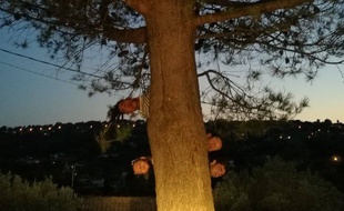 L’équipe azuréenne s’entraîne,
même la nuit, pour conserver sa médaille de bronze aux Mondiaux de cache-cache.