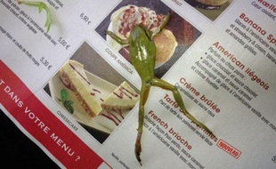 La grenouille a été retrouvée dans une salade du Buffalo Grill, le 16 février 2013