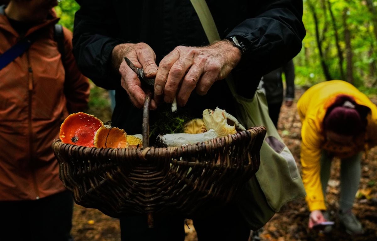 « Il y a des risques d'erreur »... Champignons et applis de reconnaissance ne font pas forcément bonne recette