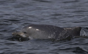 Un dauphin. (Illustration)