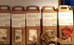 Les kits de culture «Pleurette» pour les particuliers