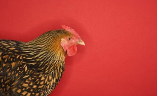 Illustration: Une poule.