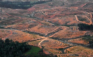 Greenpeace a accusé mercredi le groupe américain de produits de grande consommation Procter & Gamble de se fournir en huile de palme auprès d'exploitants agricoles responsables de la déforestation alarmante en Indonésie.