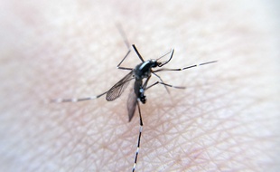 Le moustique tigre, vecteur du virus est présent en Haute-Garonne.