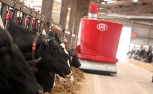 La ferme d'Antoine Boixière, éleveur de vaches laitières à Pleudihen-sur-Rance, dans les Côtes d'Armor. Sa ferme est entièrement robotisée.