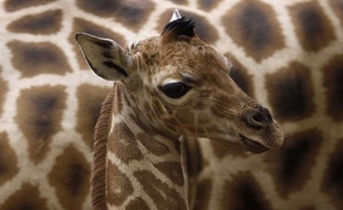 Une petite girafe de Rotschild, au zoo de Prague, en février 2012.