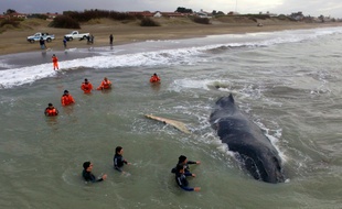 Une baleine échouée depuis vendredi sur la plage de la station balnéaire de la côte atlantique argentine de Mar del Tuyu a été libérée, le 15 juillet 2016