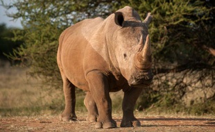 Un rhinocéros près de Vaalwater, dans la province de Limpopo, le 17 mars 2015 en Afrique du Sud