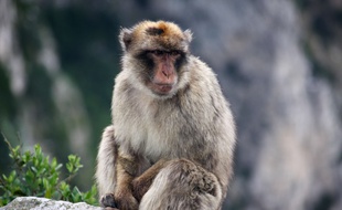 Un singe magot sur un rocher à Gibraltar, le 12 mai 2016. (Illustration)