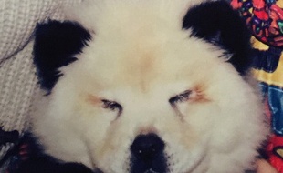 Un chien transformé en panda par un cirque italien.
