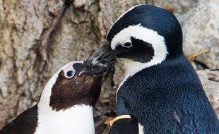 Pedro et Buddy, les deux manchots gays du zoo de Toronto.