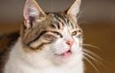 Quand faut-il s’inquiéter si votre chat éternue souvent ? Ne négligez pas ces signes décisifs