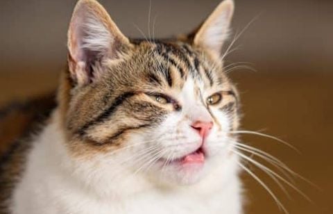 Quand faut-il s’inquiéter si votre chat éternue souvent ? Ne négligez pas ces signes décisifs