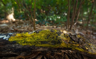 A l'état naturel, c'est dans les bois que vous aurez le plus de chance de croiser un blob. Cet être unicellulaire craint la lumière et adore l'humidité.
