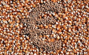 Un euro représenté avec des grains de maïs et de blé.