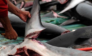 Des pêcheurs découpent des ailerons de requin, en Equateur.