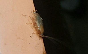 Des dizaines de cafards courent la nuit sur les murs des chambres...
