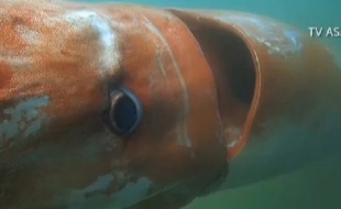Un calmar géant filmé dans la baie de Toyama au Japon, le 24 décembre 2015