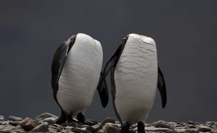 Deux manchots semblent n'avoir pas de tête sur cette photographie prise en Géorgie du Sud.