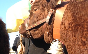 La vache Aubrac est l'égérie du Salon de l'agriculture 2018.