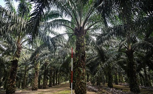 Un laboratoire malaisien tente de créer des palmiers à huile nains pour réduire les coûts et les dommages environnementaux de cette culture.
