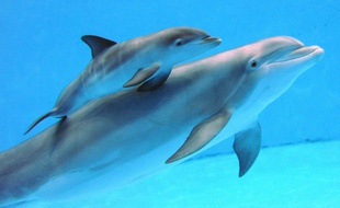 Illustration d'un dauphin avec son petit.