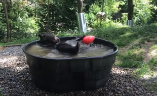 L'ours Takoda découvre les joies du bain au zoo de l'Oregon (Etats-Unis).
