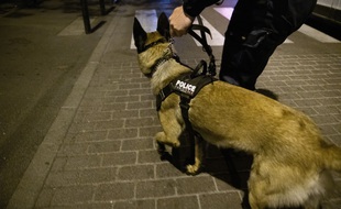 Une chien de police municipale en intervention (Illustration).
