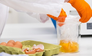 Des chercheurs hollandais effectuent depuis plusieurs jours des analyses sur des œufs contaminés au fipronil.