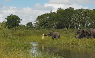 Un éléphant attaqué par un crocodile - Le Rewind