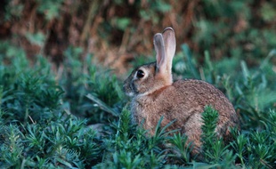 Illustration: Un lapin de garenne.