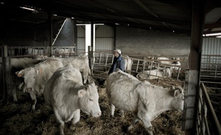 Le prix de la viande bovine a perdu 70 centimes par kilo.