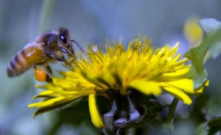 Une abeille sur une fleur