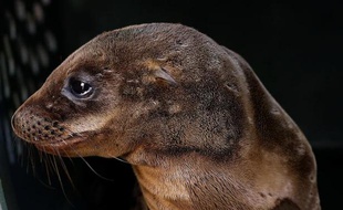 Un lion de mer souffrant de malnutrition est soigné au Centre des mammifères marins de Sausalito, en Californie, le 24 février 2015