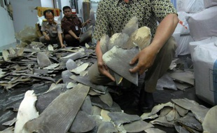 Les douanes indonésiennes saississent environ 3.000 nageoires de requins qui devaient quitter illégalement l'Indonésie pour être revendues à Hong Kong, le 5 octobre 2015 près de Jakarta