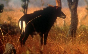 En Angola, un pays en pleine reconstruction après une longue guerre civile, les défenseurs de l'environnement craignent que l'essor de la prospection de diamants condamne définitivement l'emblème national, une antilope géante déjà en voie d'extinction.