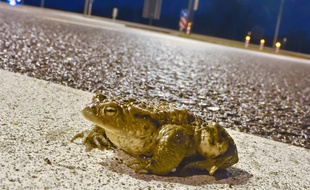 Illustration d'un crapaud au bord d'une route. Ici en Allemagne.