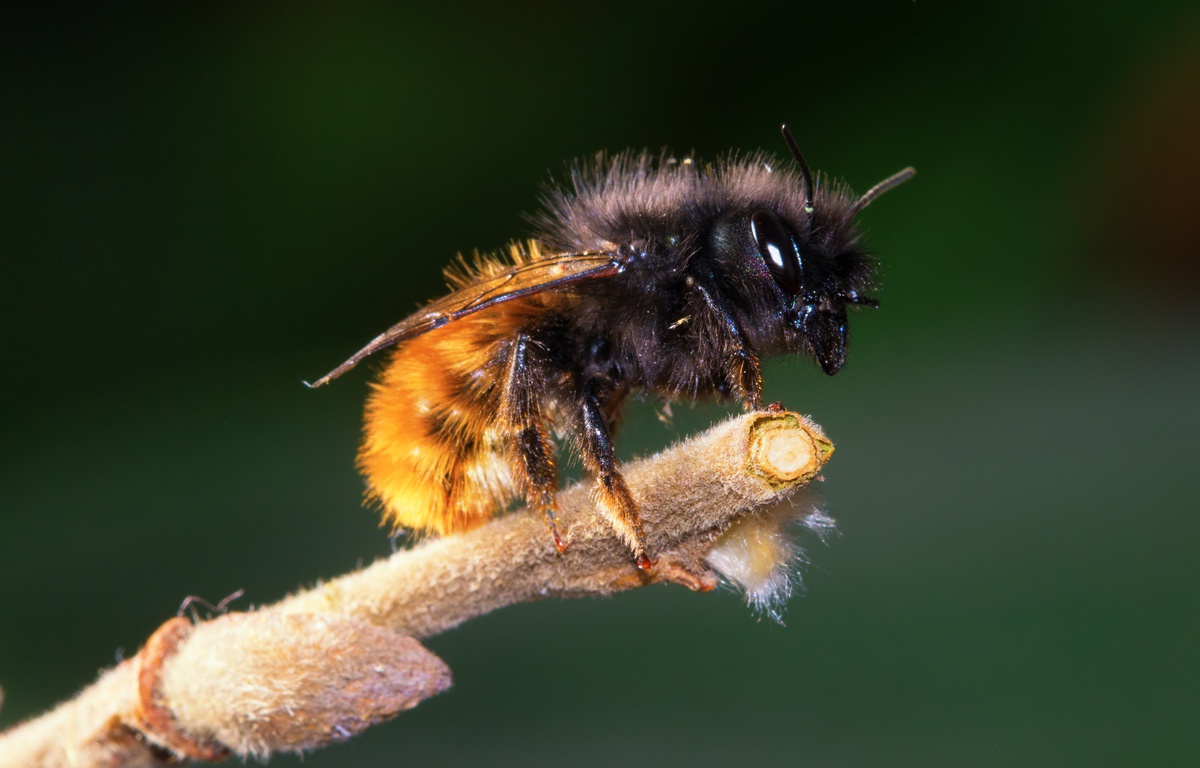 Elles sont solitaires, excellentes pollinisatrices et ne piquent pas… Et si vous veniez en aide