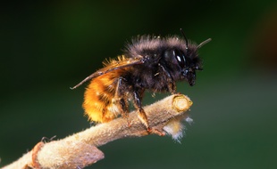 L’osmie cornue, l'une des espèces d'abeilles sauvages présentes dans toute l'Europe.