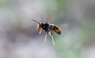 Des frelons asiatiques chassent devant des ruches d'abeilles. 22/08/2011 Pouvourville