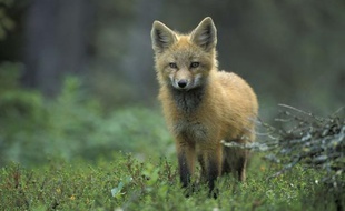 Un jeune renard.