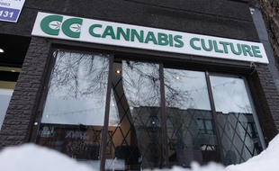 Huit magasins destinés à la vente de cannabis ont ouvert jeudi 15 décembre 2016 à Montréal (Canada), sans attendre la légalisation promise pour le printemps par le gouvernement canadien.