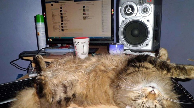 Les Plus Beaux Chats De Twittos Et Les Gagnants De Notre Concours Sont