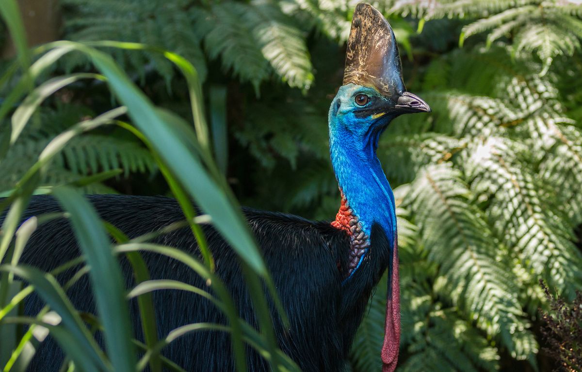 Voyage dans la forêt de Daintree, en Australie