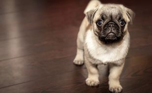Un chiot (illustration).