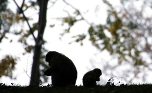 Deux macaques sont encore en semi-liberté sur le site des Landes, après l'euthanasie de 150 de leurs congénères.