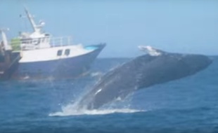 Une baleine à bosse au large du Bassin d'Arcachon.