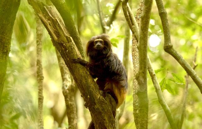 Automédication : Comment les primates « se soignent » en utilisant des plantes médicinales